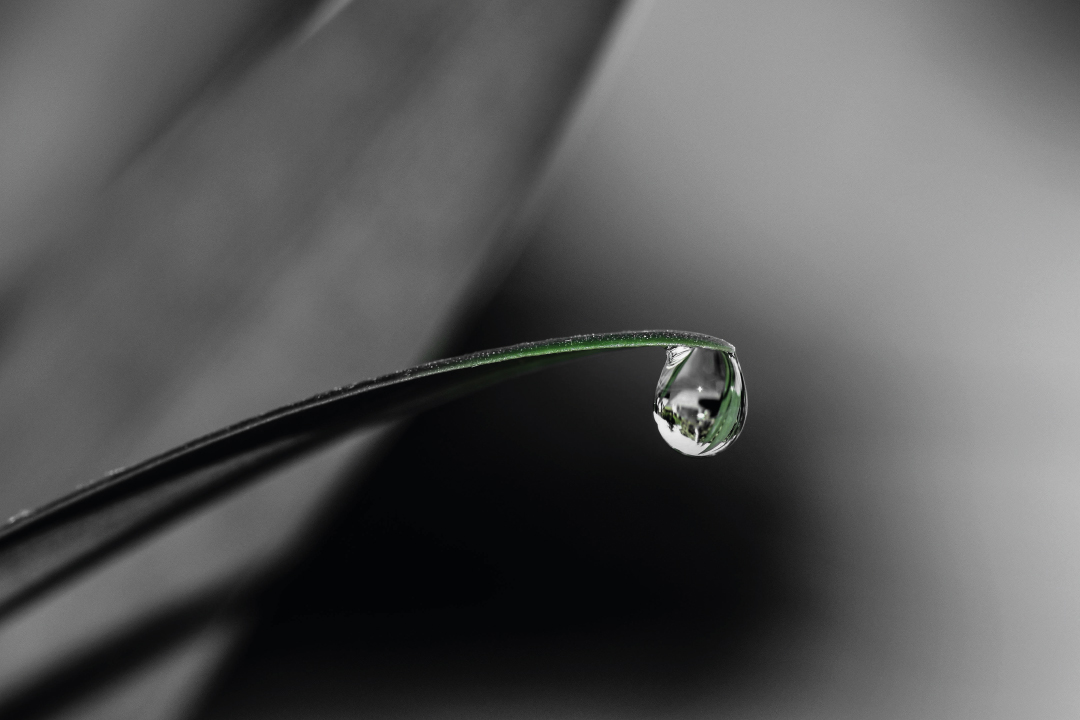 RAIN GARDEN - UNA SOLUZIONE SOSTENIBILE