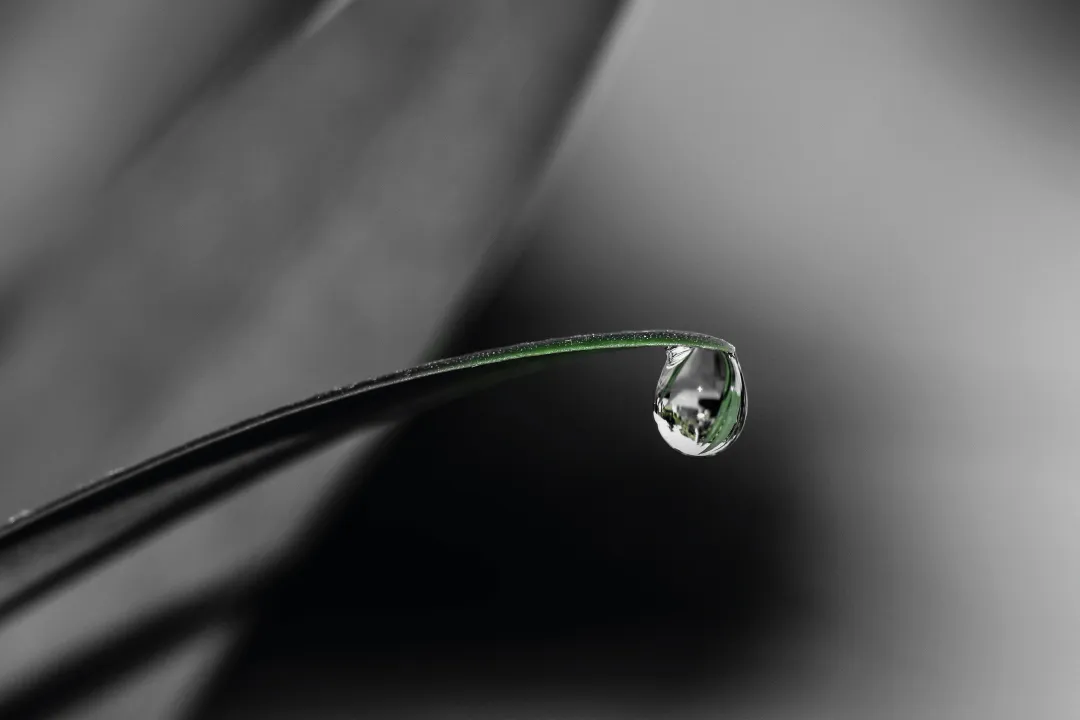 RAIN GARDEN - UNA SOLUZIONE SOSTENIBILE